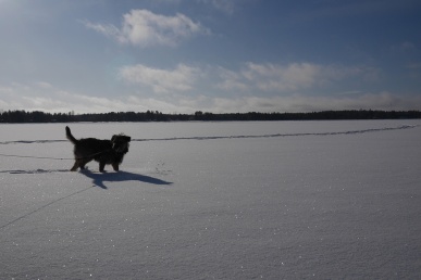 Koira lumenpeittämällä järvenjäällä. Taivas ei ole palanut puhki kirkkaasta säästä huolimatta, mutta koira ja koko kuvan etuala on jäänyt hyvin tummaksi.